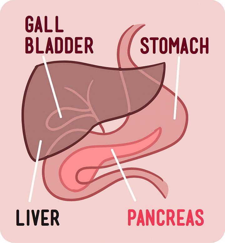 Illustration of the digestive organs Illustration of the digestive organs, your liver, stomach, gallbladder, and pancreas.