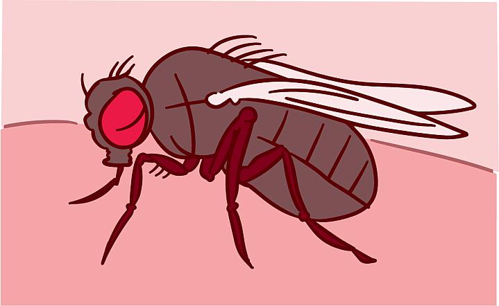 Illustration of a fruit fly Illustration of a fruit fly.